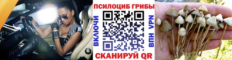 дарнет шоп  Солнечногорск  Псилоцибиновые грибы MAGIC MUSHROOMS 